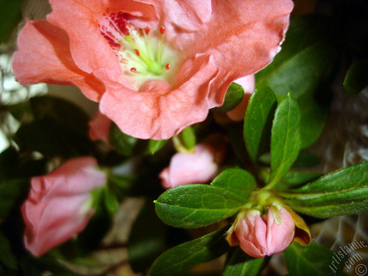 Pembe a�elya �i�e�i resmi.
