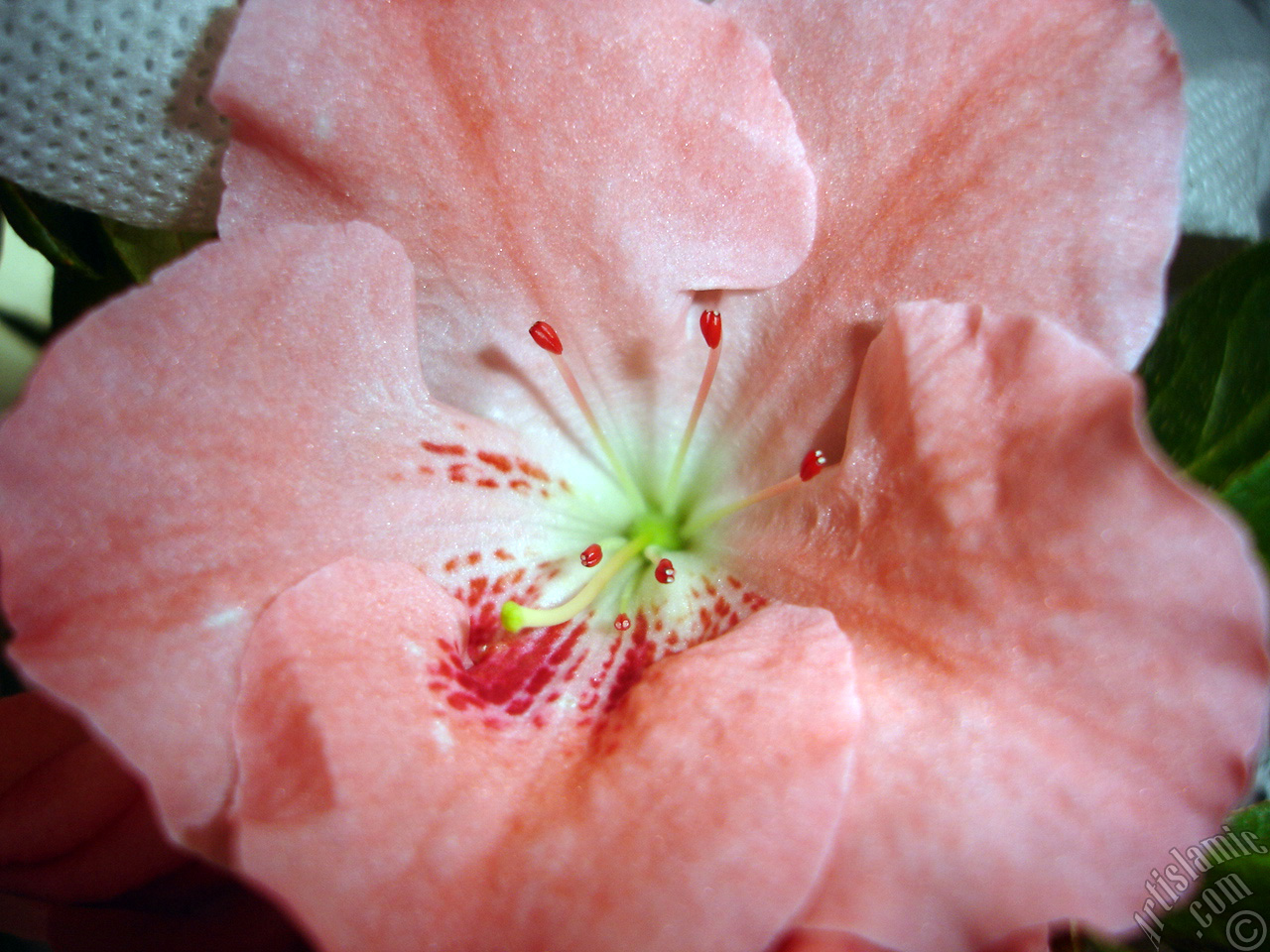 Pembe a�elya �i�e�i resmi.
