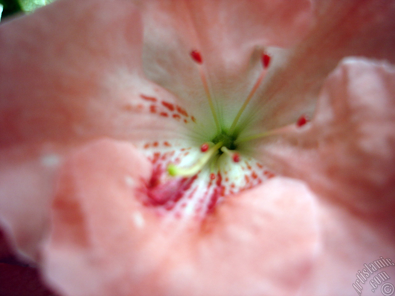 Pembe a�elya �i�e�i resmi.
