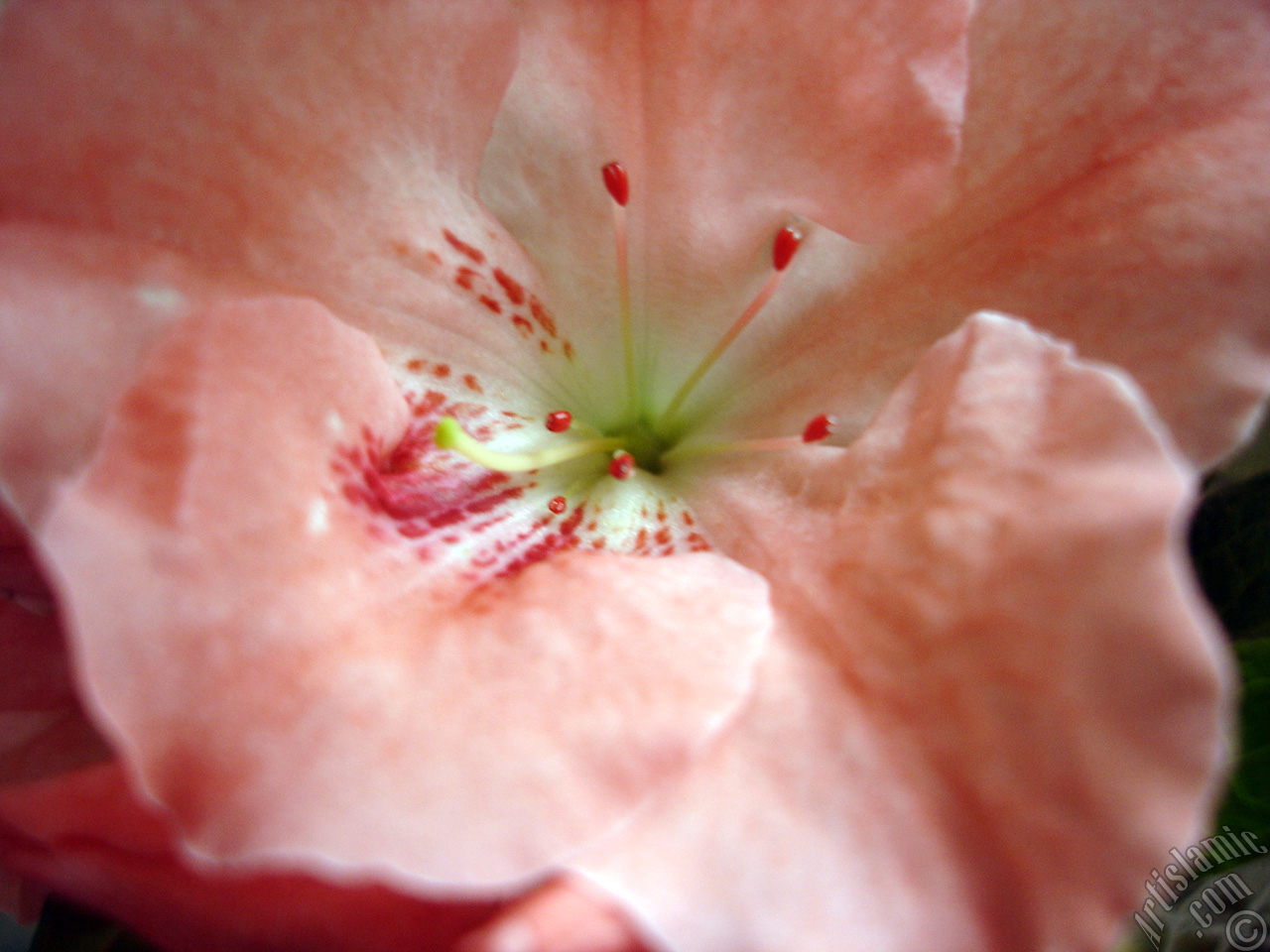 Pembe a�elya �i�e�i resmi.
