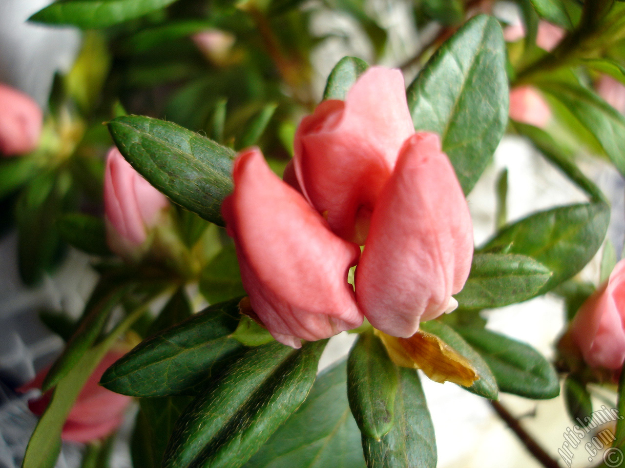 Pembe a�elya �i�e�i resmi.
