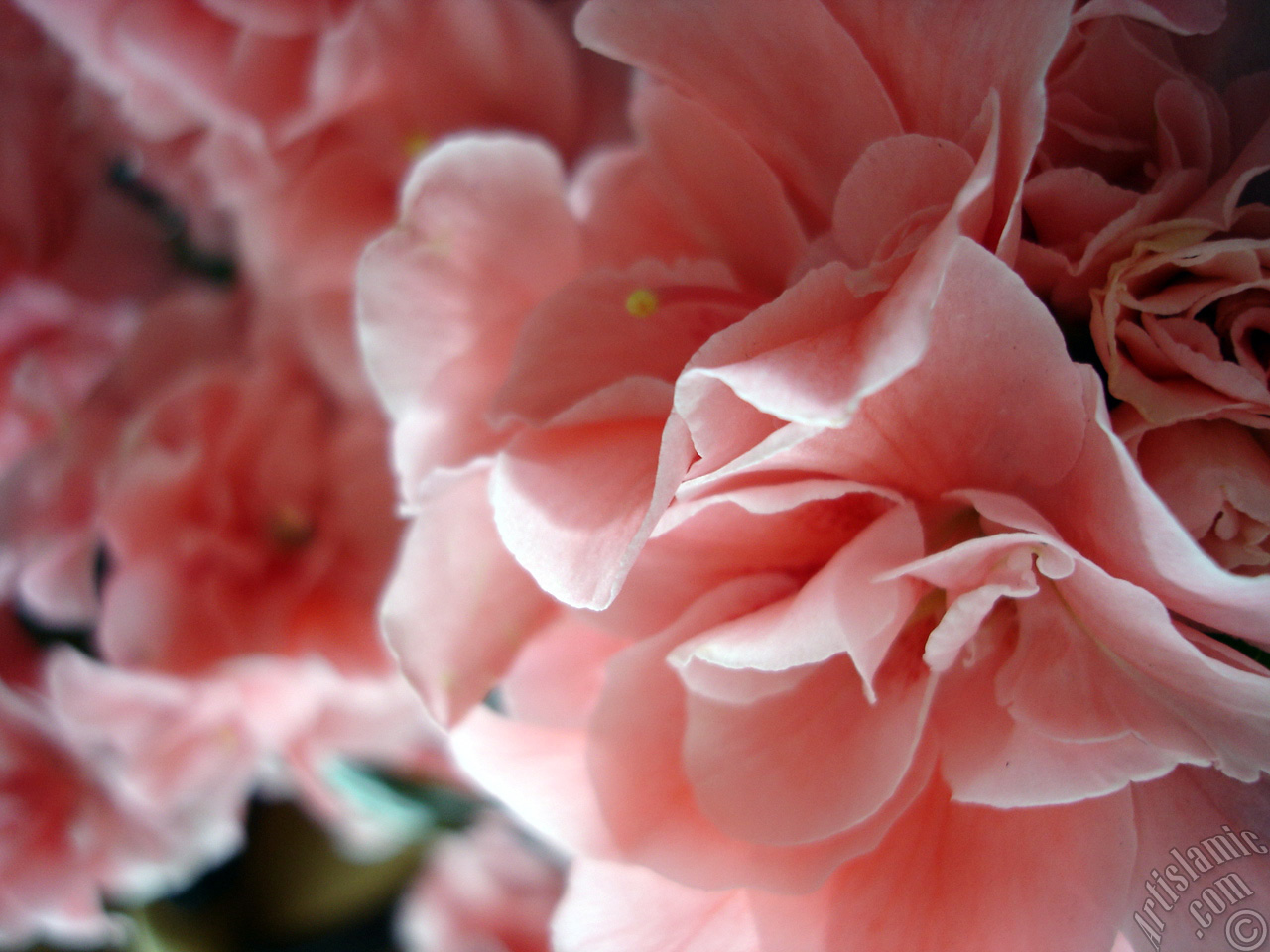 Pembe a�elya �i�e�i resmi.
