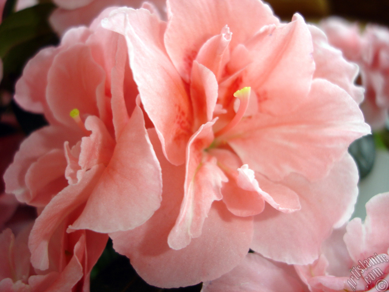 Pembe a�elya �i�e�i resmi.
