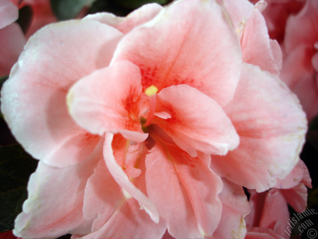 Pembe a�elya �i�e�i resmi.

