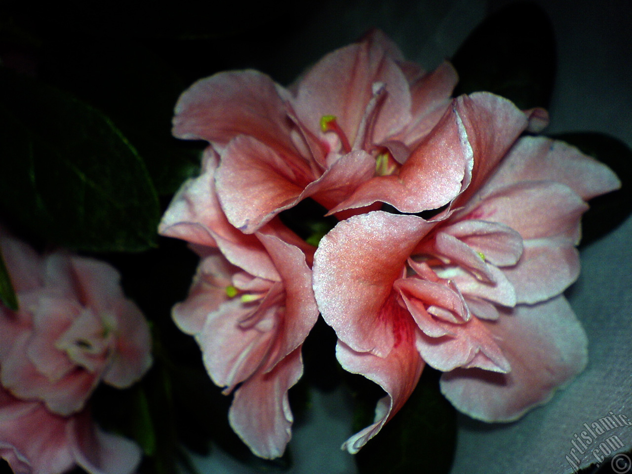 Pembe a�elya �i�e�i resmi.
