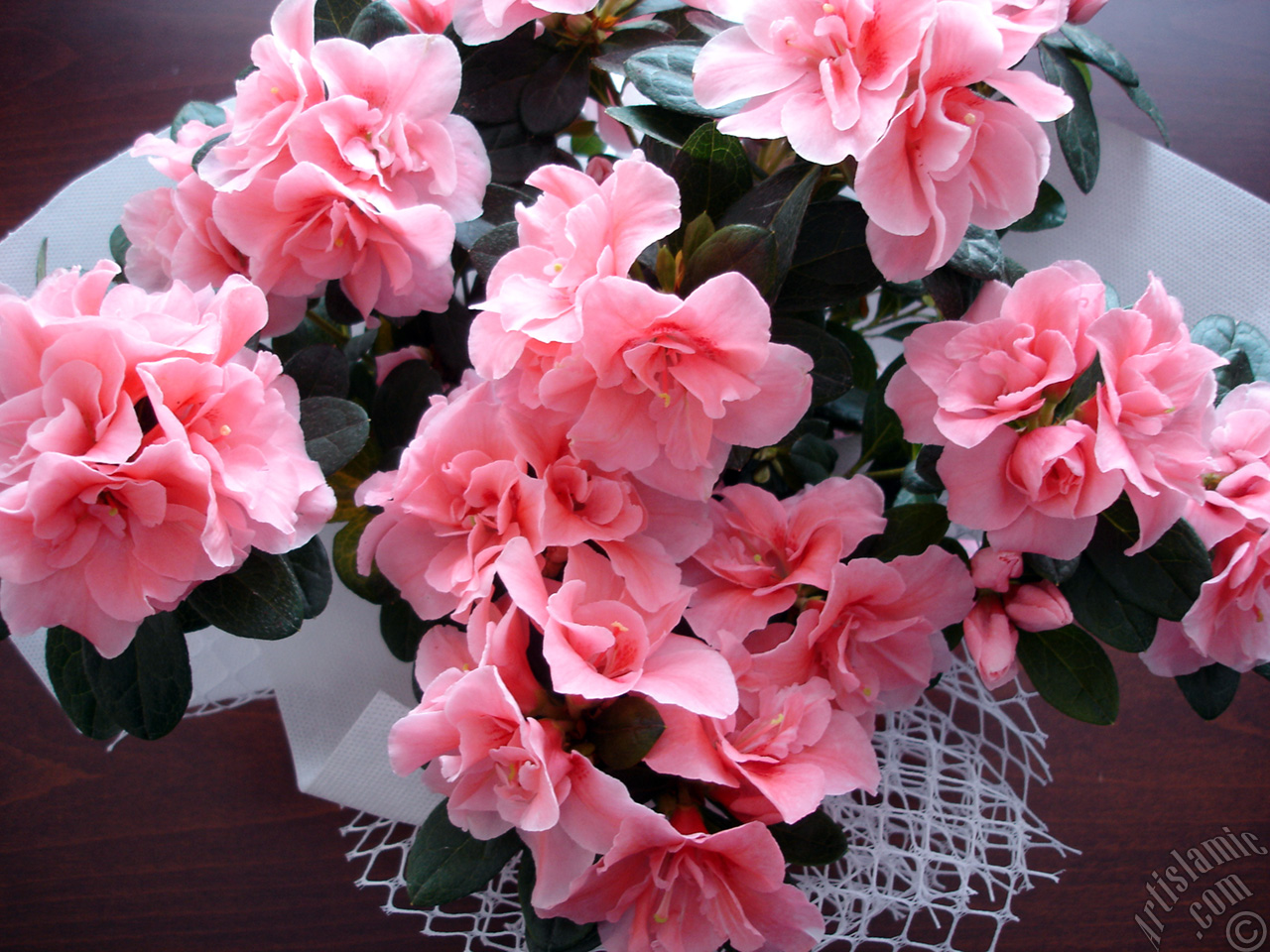 Pembe a�elya �i�e�i resmi.
