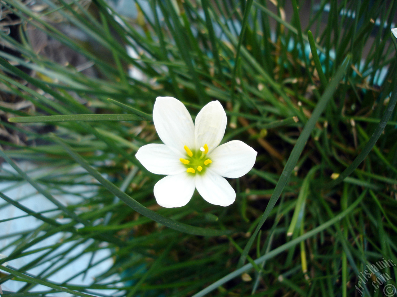 Beyaz zambak t�r�nde bir �i�ek resmi.
