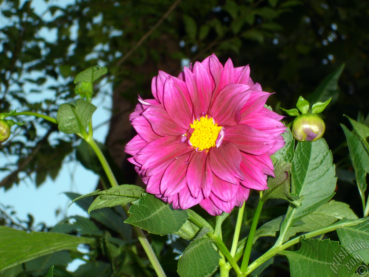 Papatyagiller �i�ek ailesine mensup Y�ld�z (Dahlia) �i�e�i resmi.
