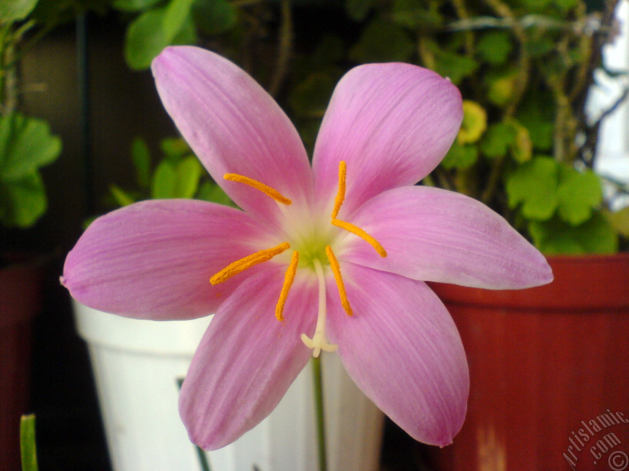 Pembe renkte zambak t�r�nde bir �i�ek resmi.
