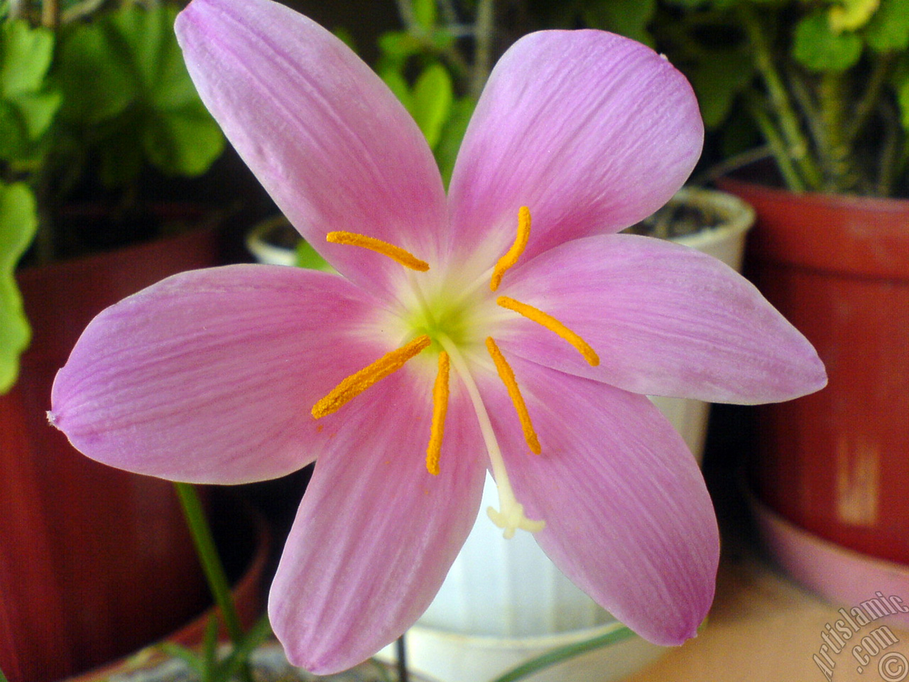 Pembe renkte zambak t�r�nde bir �i�ek resmi.
