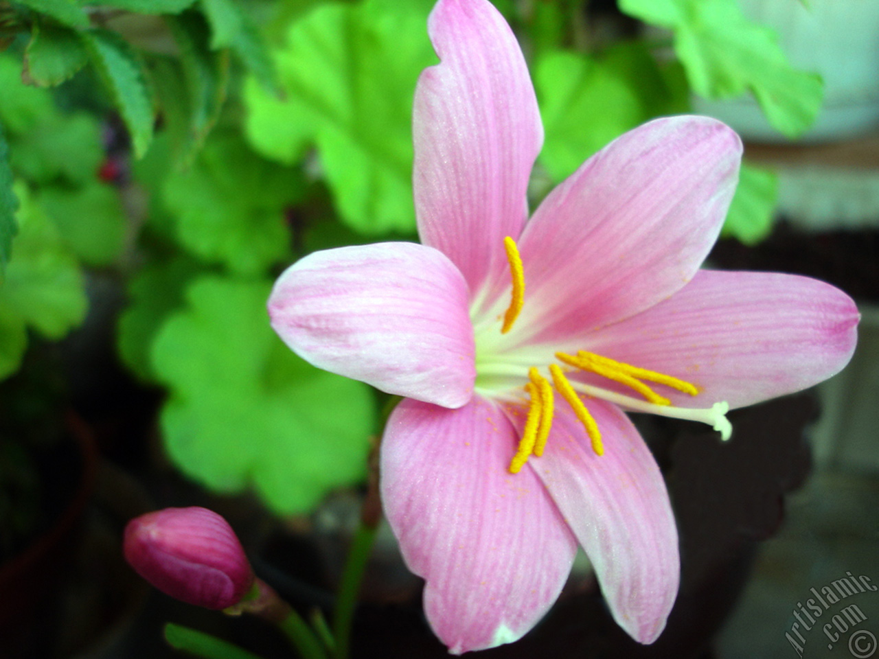 Pembe renkte zambak t�r�nde bir �i�ek resmi.
