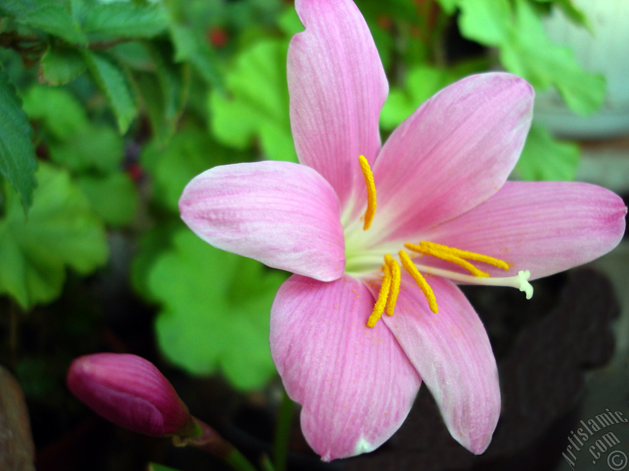 Pembe renkte zambak t�r�nde bir �i�ek resmi.
