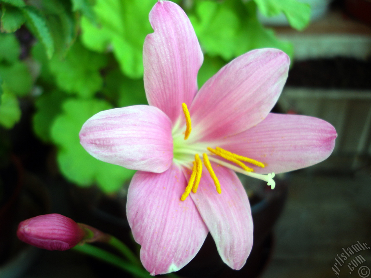 Pembe renkte zambak t�r�nde bir �i�ek resmi.
