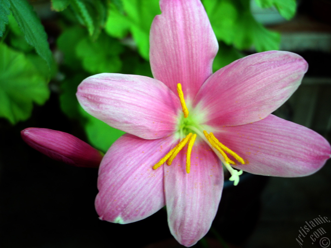 Pembe renkte zambak t�r�nde bir �i�ek resmi.
