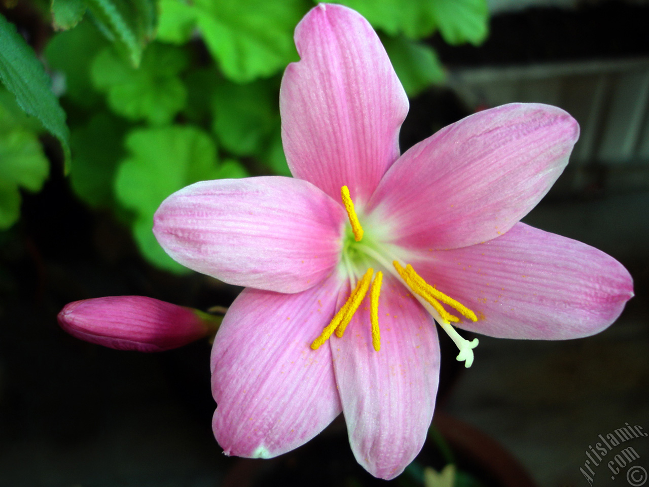 Pembe renkte zambak t�r�nde bir �i�ek resmi.

