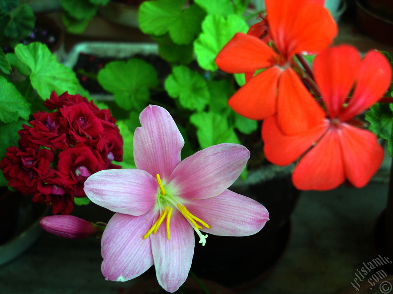 Pembe renkte zambak t�r�nde bir �i�ek resmi.
