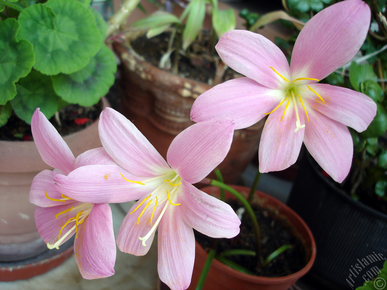 Pembe renkte zambak t�r�nde bir �i�ek resmi.
