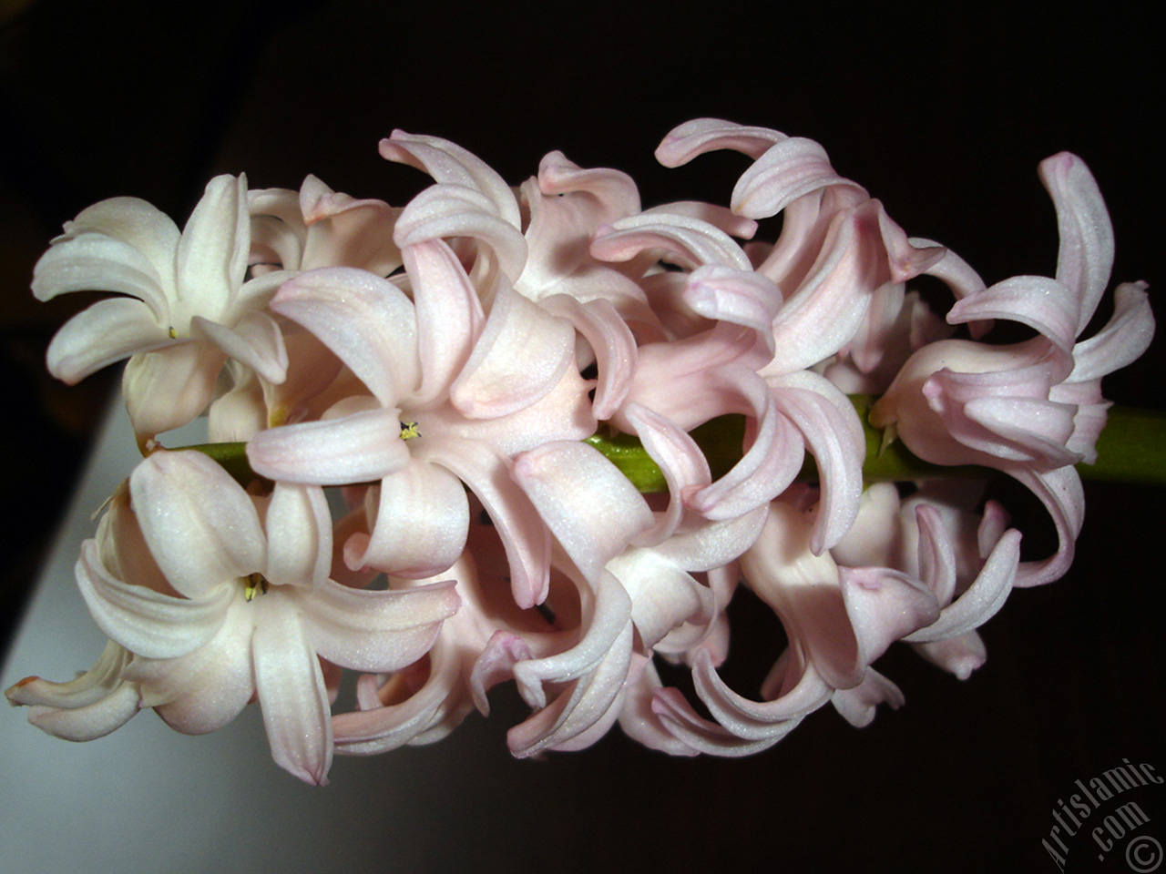 Pembe renkte s�mb�l �i�e�i resmi.
