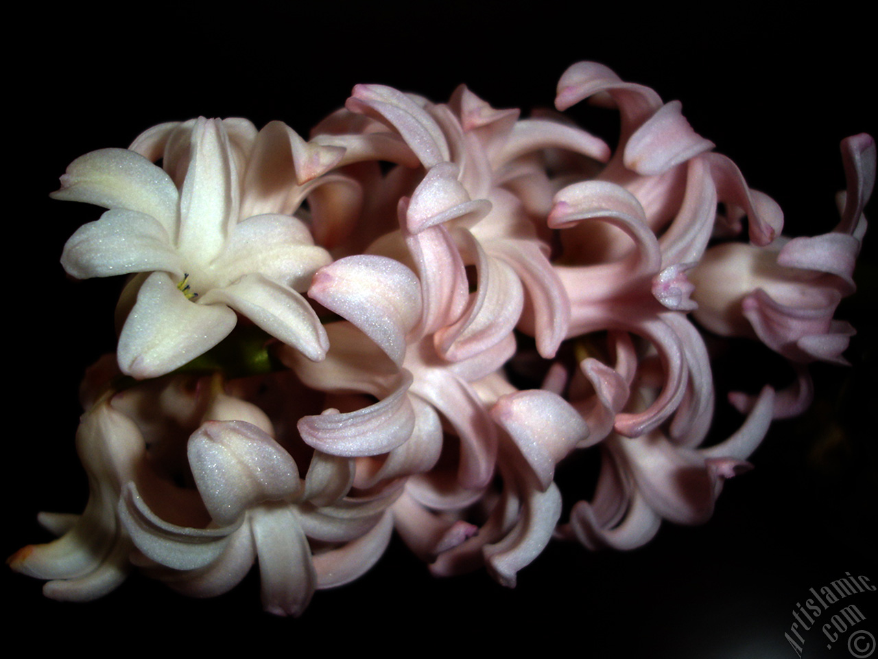 Pembe renkte s�mb�l �i�e�i resmi.
