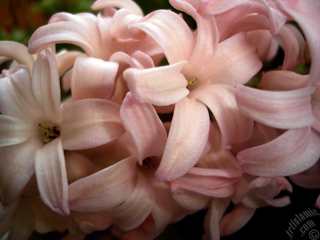 Pembe renkte s�mb�l �i�e�i resmi.
