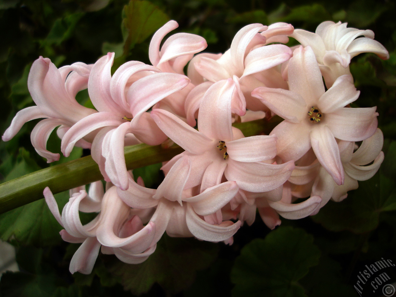Pembe renkte s�mb�l �i�e�i resmi.

