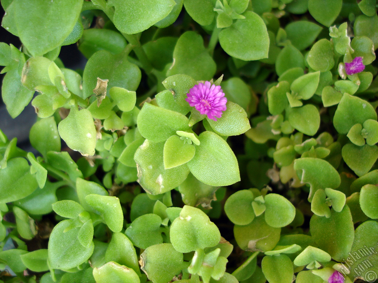 Pembe �i�e�e ve kalp �eklinde yapraklara sahip Buz �i�e�i (��le �i�e�i) resmi.
