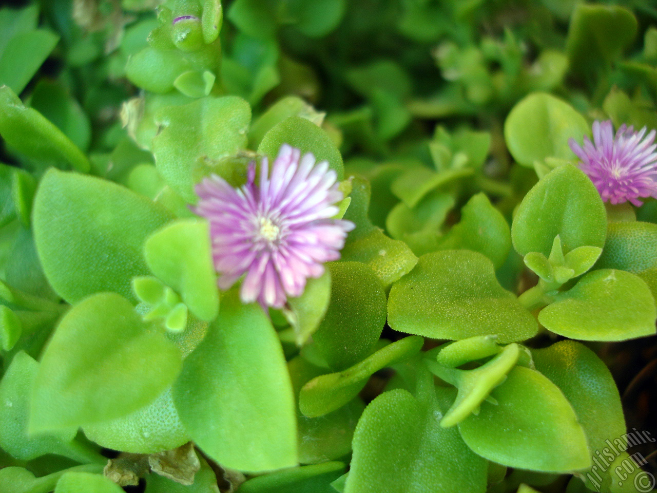 Pembe �i�e�e ve kalp �eklinde yapraklara sahip Buz �i�e�i (��le �i�e�i) resmi.
