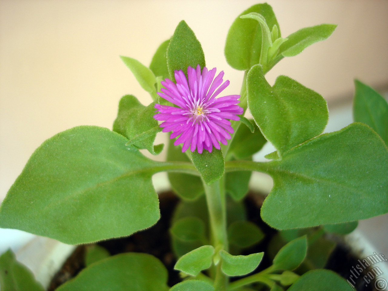 Pembe �i�e�e ve kalp �eklinde yapraklara sahip Buz �i�e�i (��le �i�e�i) resmi.
