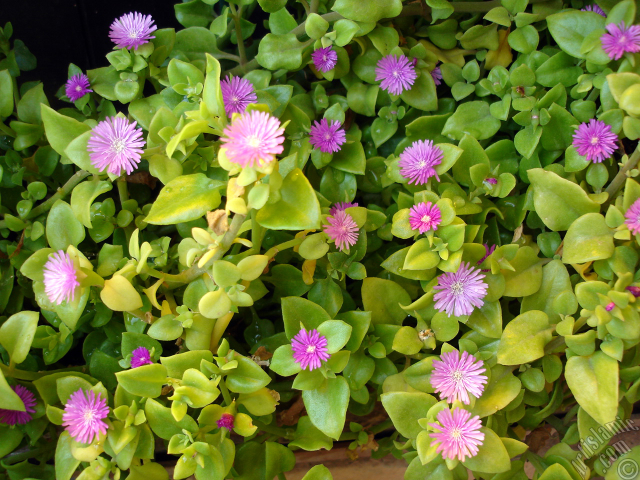 Pembe �i�e�e ve kalp �eklinde yapraklara sahip Buz �i�e�i (��le �i�e�i) resmi.
