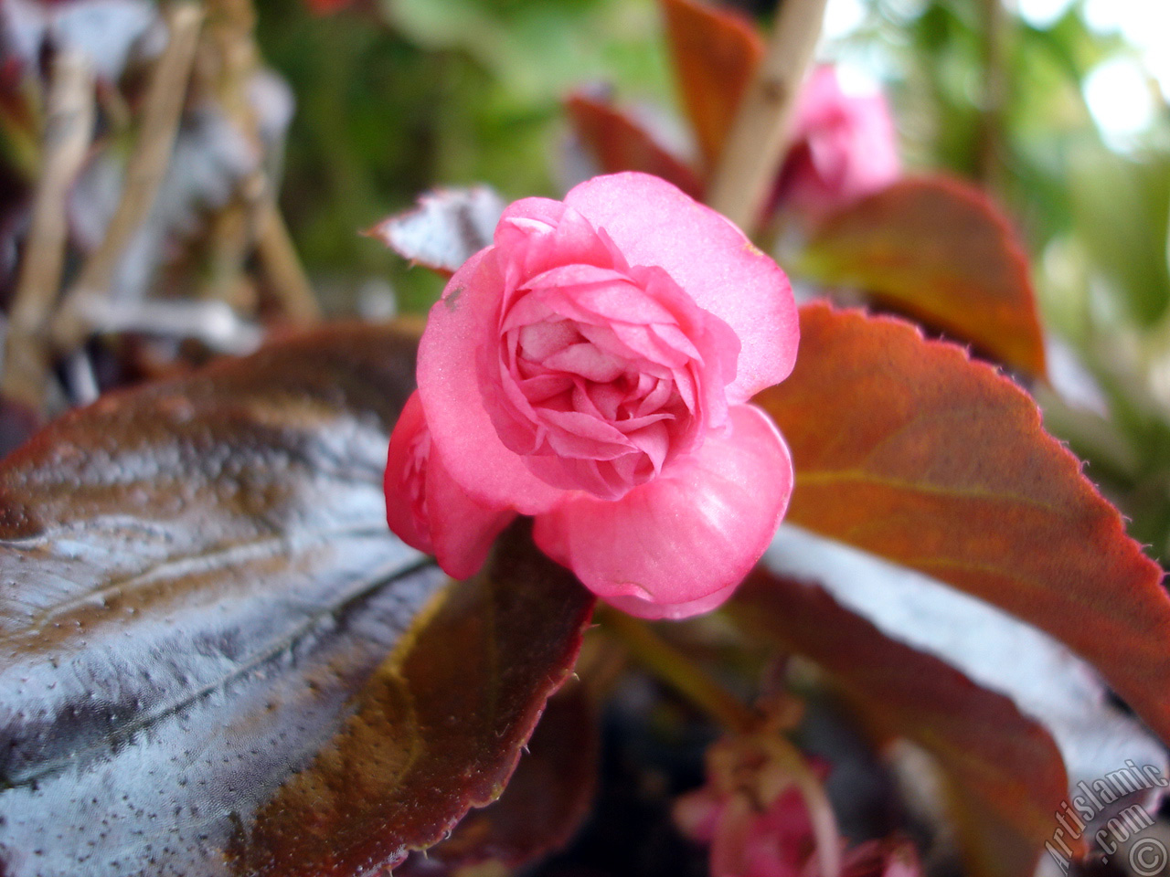 Pembe �i�ekli, kahverengi yaprakl� yal�nkat a�an Begonya �i�e�i resmi.
