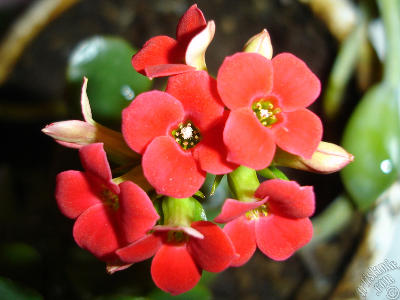 Kalan�o (Kalanchoe) bitkisinin �i�e�inin resmi.
