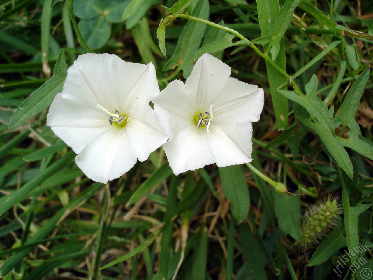 Beyaz G�nd�z Sefas� �i�e�i resmi.
