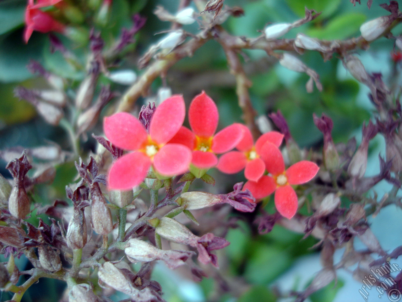 Kalan�o (Kalanchoe) bitkisinin �i�e�inin resmi.
