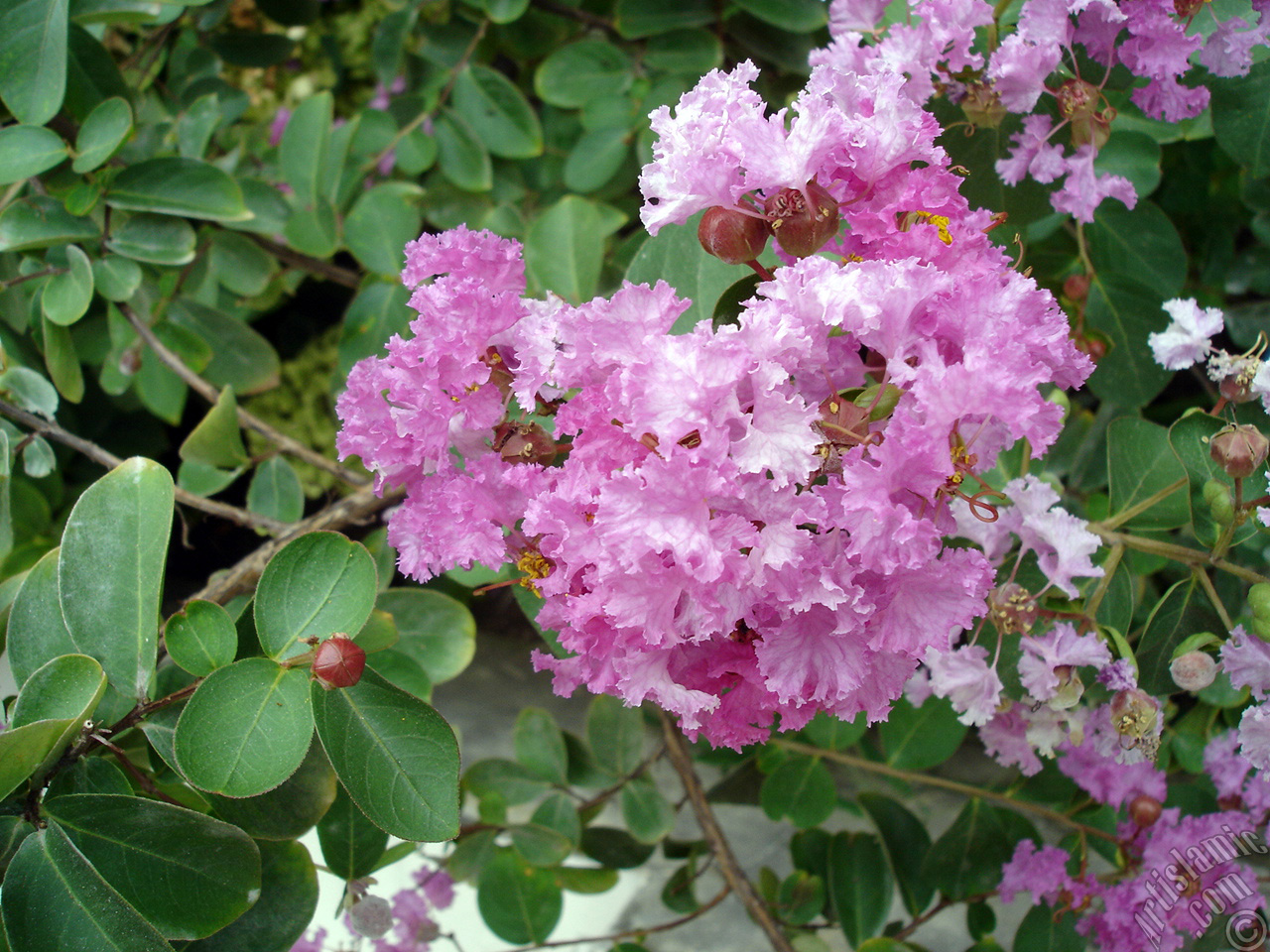 Oya a�ac�n�n pembe �i�e�inin resmi.
