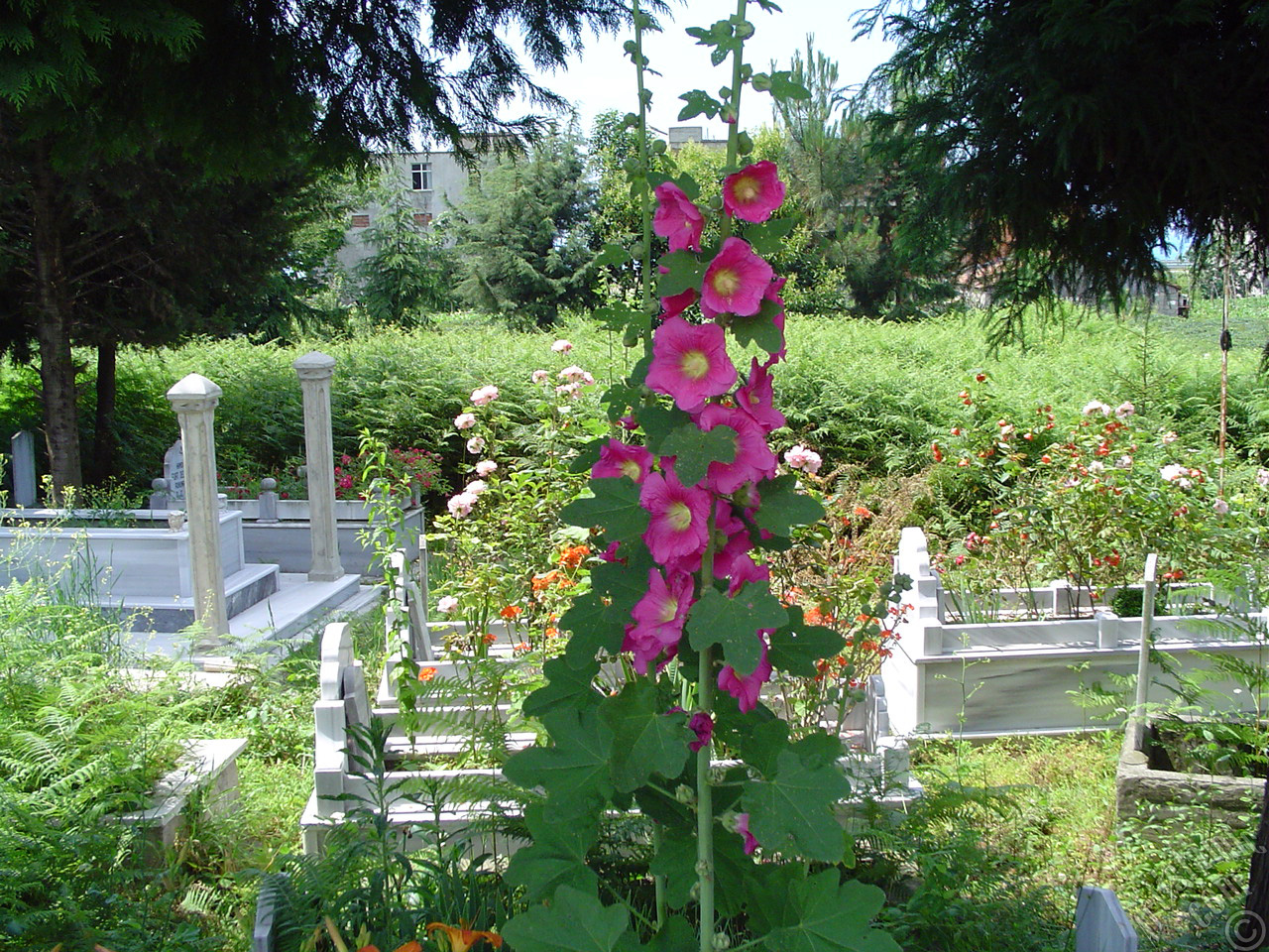 Pembe Hatmi �i�e�i resmi.
