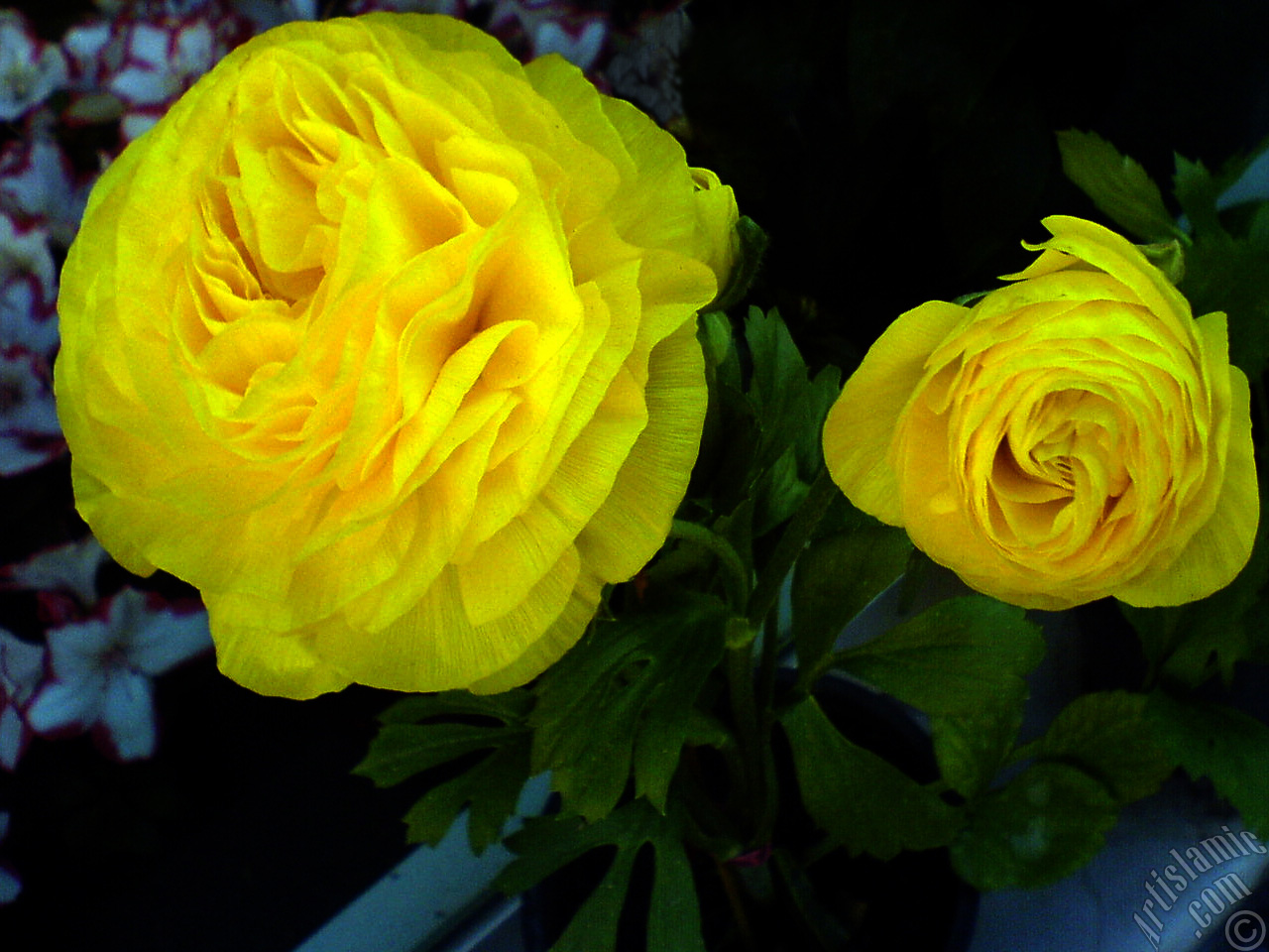 Sar� bir saks� �i�e�i resmi.
